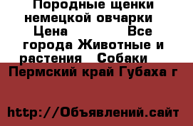 Породные щенки немецкой овчарки › Цена ­ 24 000 - Все города Животные и растения » Собаки   . Пермский край,Губаха г.